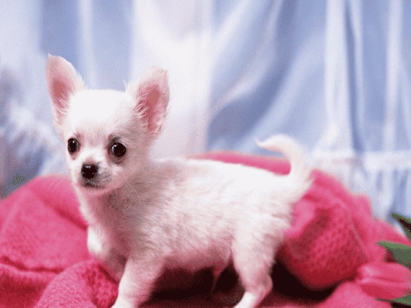 东华试管婴儿，广东试管婴儿父亲